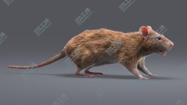 images/goods_img/20210312/Rats Collection 3D model/3.jpg